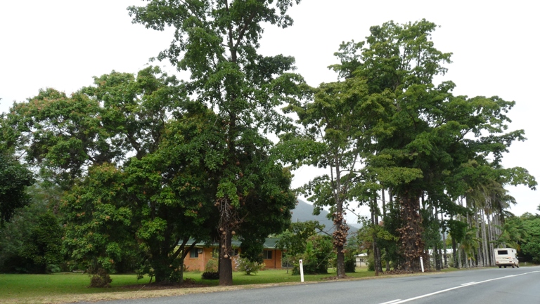 Cannon Ball Trees